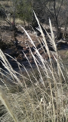 Muhlenbergia emersleyi