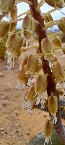 Image of Lachenalia zebrina by (c) Liezl van der Merwe, some rights reserved (CC BY)