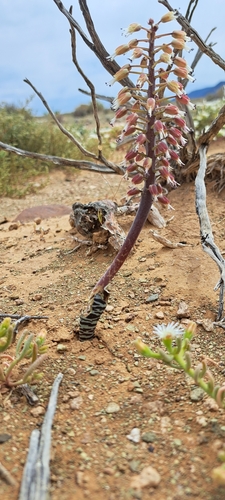 Lachenalia zebrina