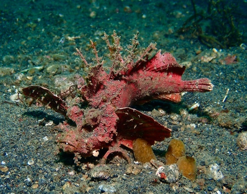 Inimicus didactylus