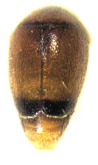 Sericoderus apicalis
