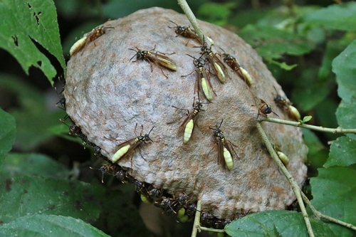 Central American Paper Wasp photo 3