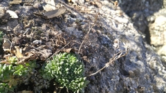 Sedum cockerellii