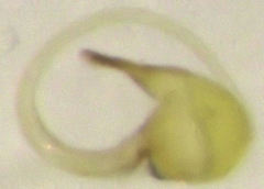 Sericoderus apicalis