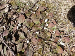 Antennaria plantaginifolia