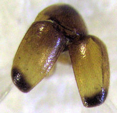 Sericoderus apicalis