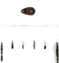 Sericoderus apicalis