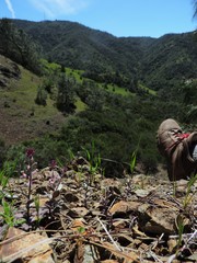 Streptanthus hispidus