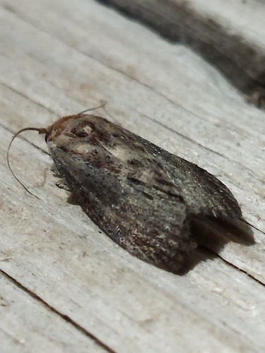 Greater wax moth