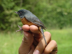 Diglossa baritula