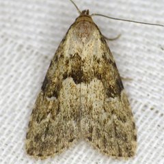 Hypenodes franclemonti