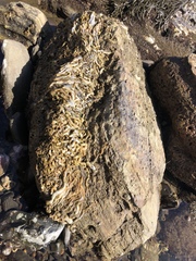Vermetoidea