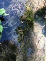 Hydrocharitaceae