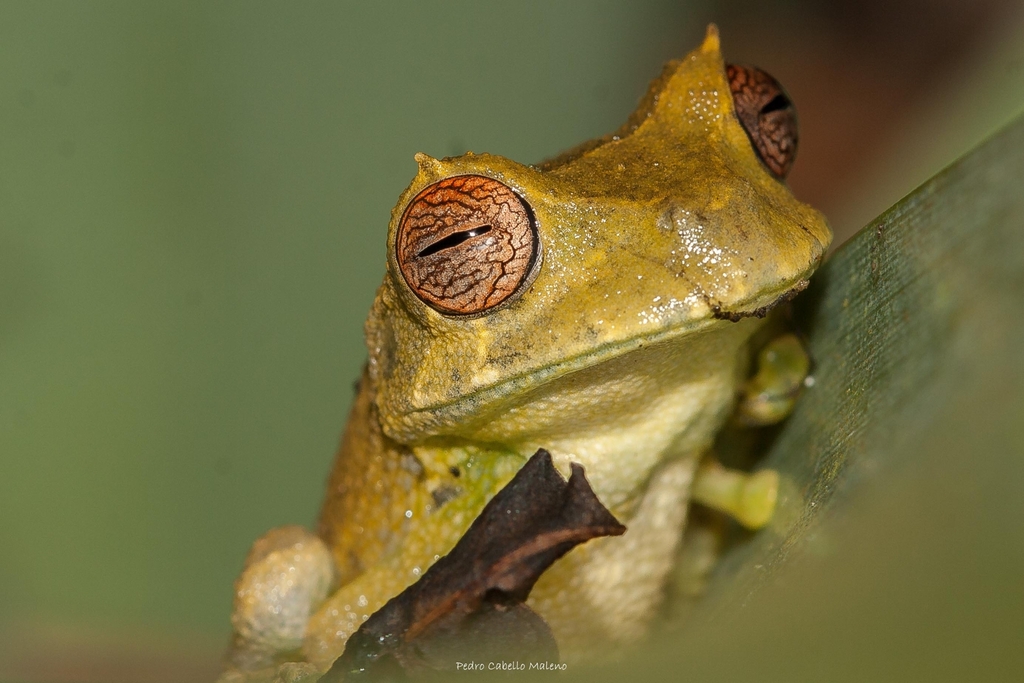 Walker's Marsupial Frog