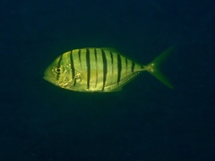 Gnathanodon speciosus
