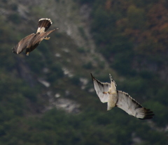 Daptrius megalopterus