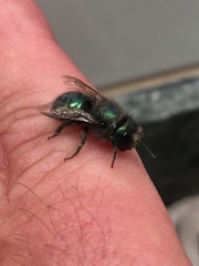 Osmia ribifloris ribifloris