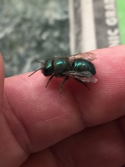 Osmia ribifloris ribifloris