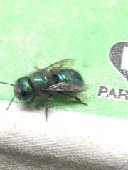 Osmia ribifloris ribifloris