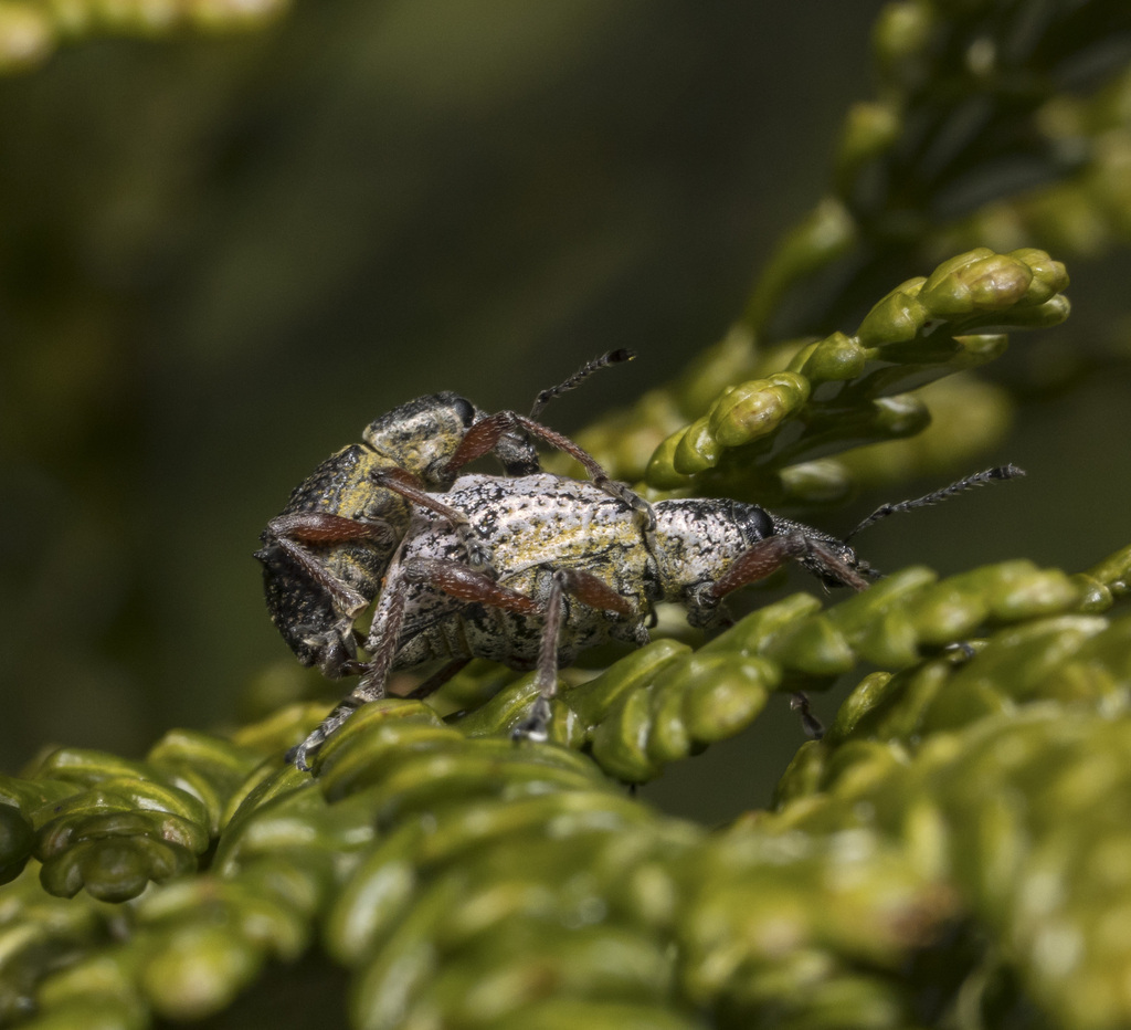Hybreoleptops tuberculifer
