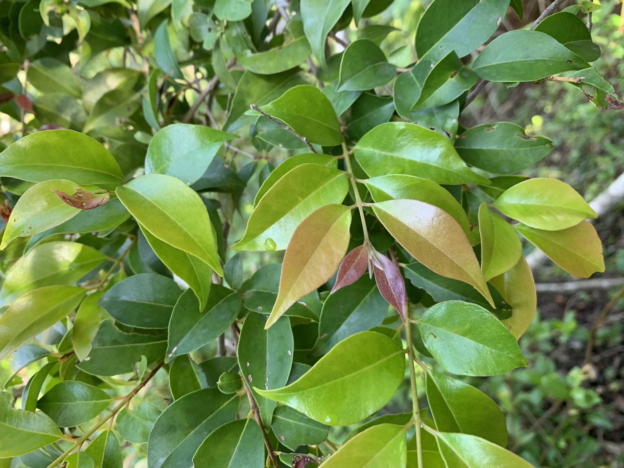 Eugenia boqueronensis