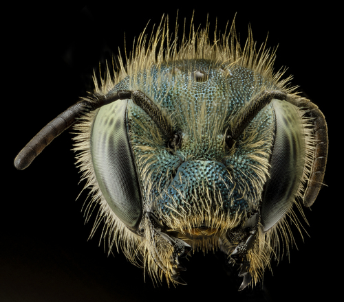 Maine Blueberry Bee photo 3