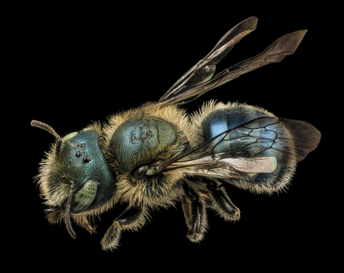Maine Blueberry Bee photo 4