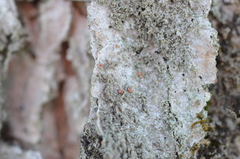 Bacidia rubella