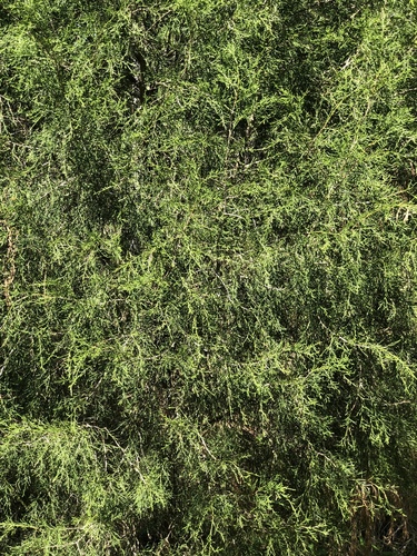 Juniperus virginiana image