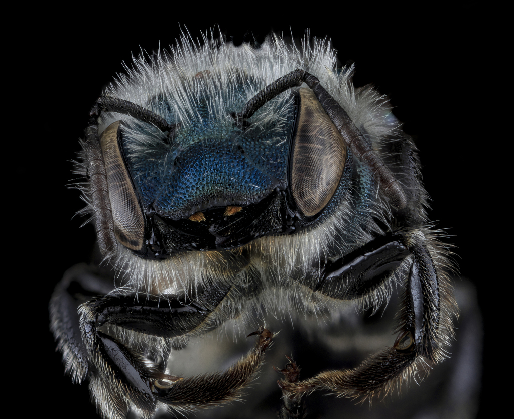 Maine Blueberry Bee