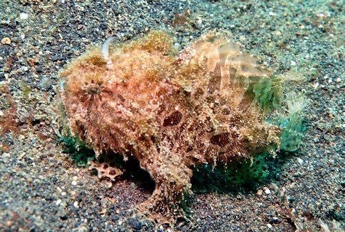 Antennarius striatus