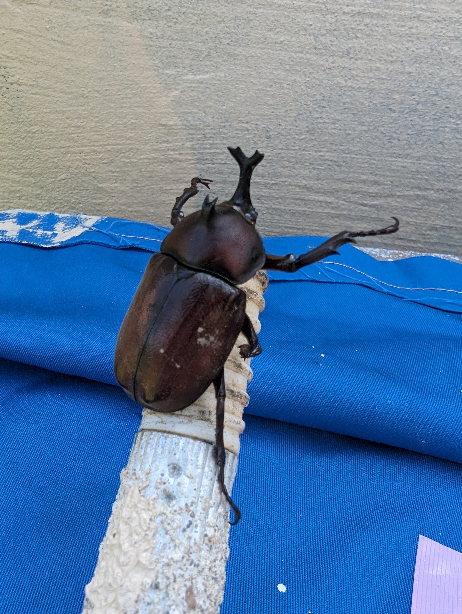 Subspecies Trypoxylus dichotomus shizuae · iNaturalist