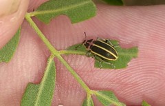 Eudiagogus episcopalis