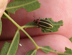 Eudiagogus episcopalis