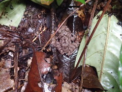Oreobates quixensis