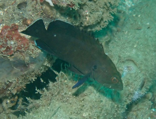 Cephalopholis boenak
