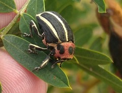 Neodiplogrammus quadrivittatus
