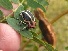 Neodiplogrammus quadrivittatus