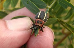 Neodiplogrammus quadrivittatus