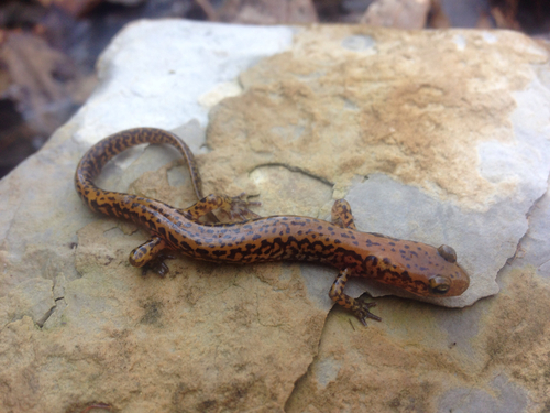 Long-tailed Salamander