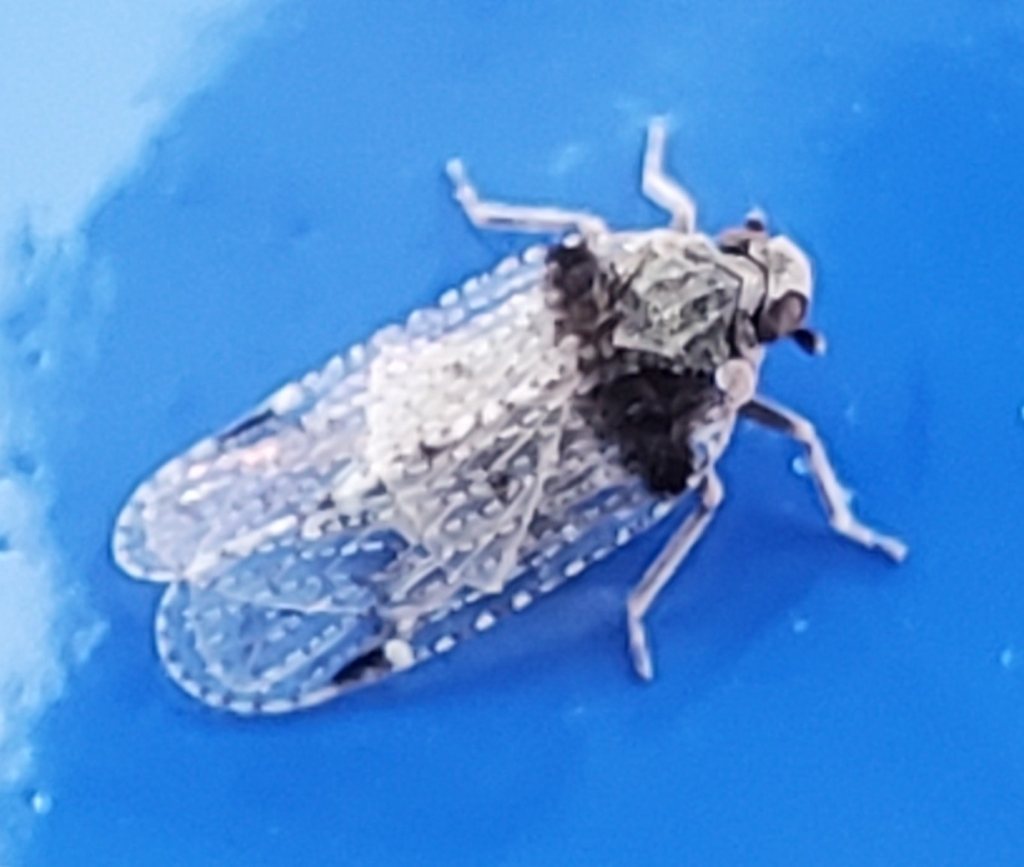 Cixius stigmatus from Horton, KS 66439, USA on 26 September, 2023 at 07