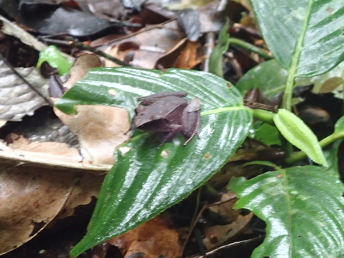 Pristimantis conspicillatus