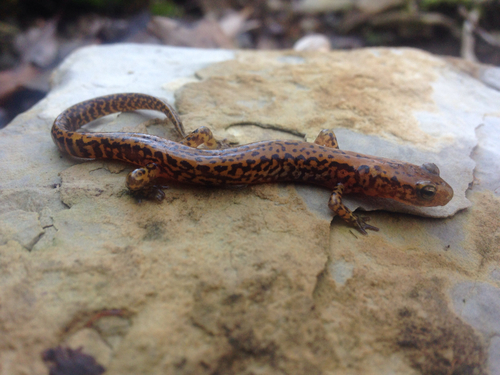 Long-tailed Salamander