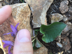 Viola nephrophylla