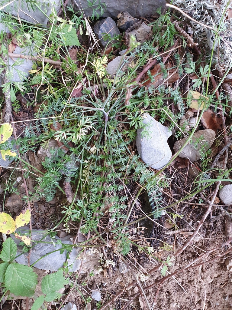 Selinopsis