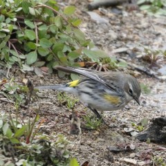Setophaga coronata