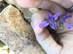 Viola nephrophylla