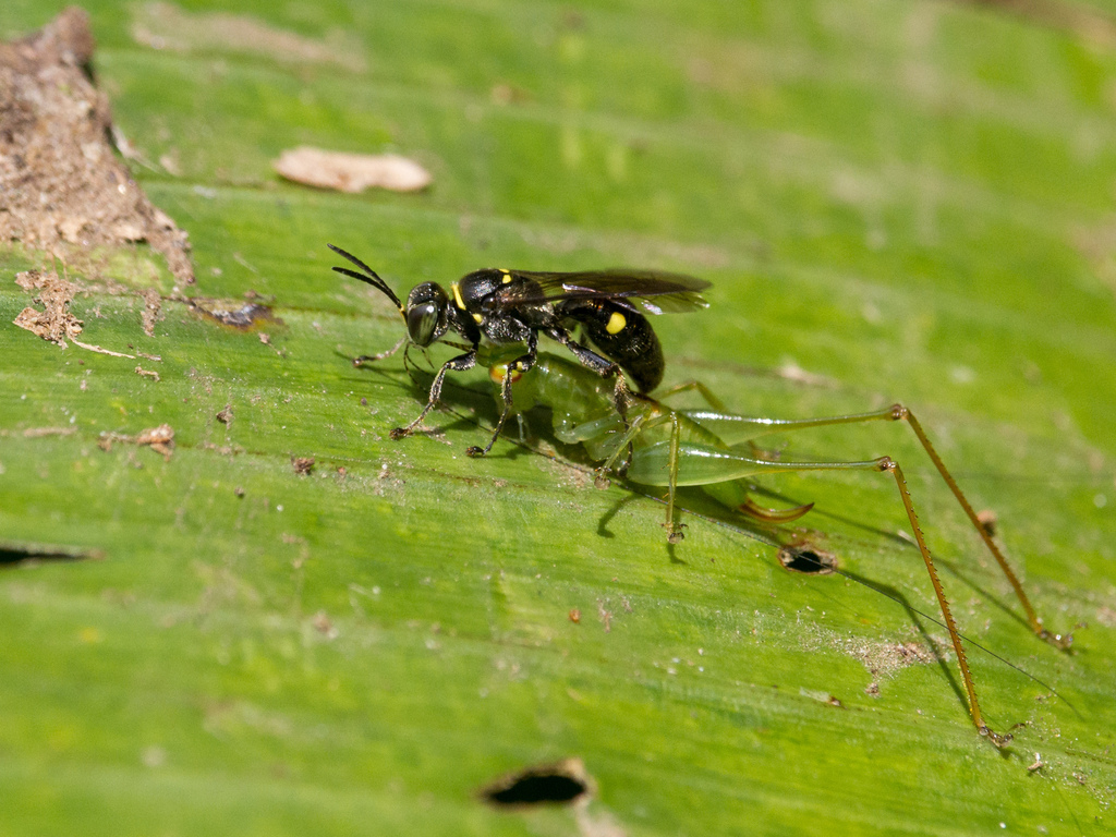 Scapheutina