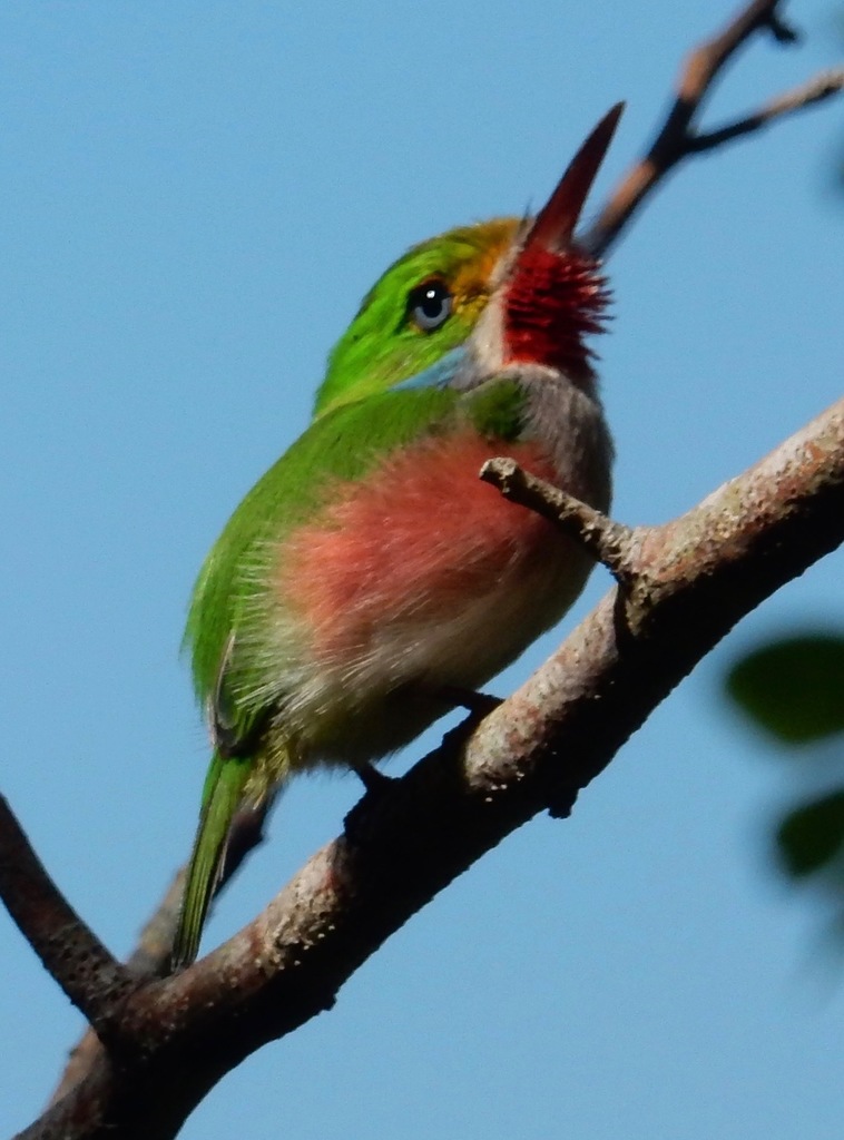 Cuban Tody