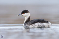Horned Grebe photo 4